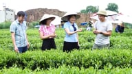 IPM và IPHM - nền tảng để sản xuất chè hữu cơ