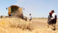 Syria mong chờ ngành nông nghiệp ‘hồi sinh’ sau tuyên bố Mỹ dỡ bỏ trừng phạt