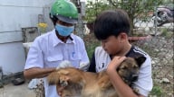 Xuất hiện ổ dịch chó dại ở Trà Vinh