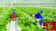 Tiêu chí nghiêm ngặt về vùng nông nghiệp ứng dụng công nghệ cao