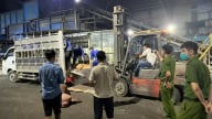 Hàng tấn lợn chết, bốc mùi hôi thối đang tuồn đi tiêu thụ