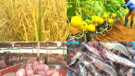 Khắc phục tình trạng sử dụng chất cấm trong sản xuất nông lâm thủy sản