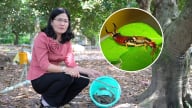 Dùng thiên địch bảo vệ vườn cây ăn trái
