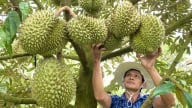 Đồng Tháp - Tiền Giang hợp nhất sẽ có 305 đơn vị hành chính cấp xã