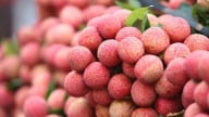 Vải thiều Bắc Giang được đánh giá ngon nhất thế giới