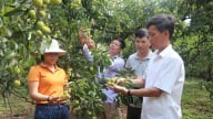 Trồng vải thiều VietGAP, GlobalGAP đáp ứng nhu cầu xuất khẩu