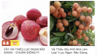 Vải thiều Lục Ngạn phủ sóng sàn thương mại điện tử