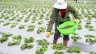 Giải pháp phân bón hữu cơ YaraSuna-Khai phá tiềm năng cải thiện sức khỏe đất