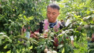 Nghìn người thi hái mận trên cao nguyên Mộc Châu
