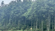 Giữ rừng giữa mây trời Sa Pa