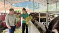 Ngành nông nghiệp Lào Cai đặt mục tiêu tăng trưởng cao để... đi nhanh