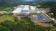 Trang trại lợn phát tán mùi hôi sau 2 tháng hoạt động lại