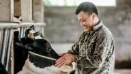 Đồng bằng sông Cửu Long phát triển chăn nuôi theo hướng an toàn và bền vững