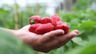 Người hồi sinh những thửa đất khô cằn ở ven đô