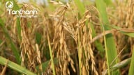 Lúa sụp mặt bởi sai lầm phổ biến trong canh tác