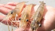 Sóc Trăng phát triển nuôi tôm càng xanh xen canh ở vùng tôm - lúa