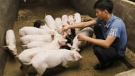 Kiến nghị đưa vaccine DTLCP vào tiêm phòng đại trà tại vùng nguy cơ