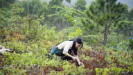 3.000 cây giống chung tay phục hồi đất đai, mở lối cho tương lai xanh