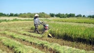 Cấp xã có thể quyết định miễn, giảm thuế sử dụng đất nông nghiệp