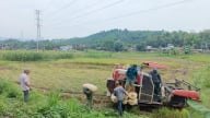Lào Cai: Năng suất lúa xuân đạt 61,5 tạ/ha