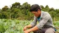 Rau trái vụ trên mảnh đất Y Tý
