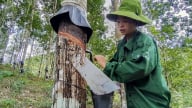 Cao su Điện Biên: Tăng trưởng gắn liền với an sinh và môi trường