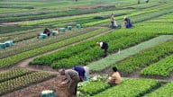 Phân cấp 17 nhiệm vụ trong lĩnh vực trồng trọt và bảo vệ thực vật