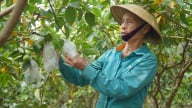 ‘Đòn bẩy’ OCOP ở Hà Long