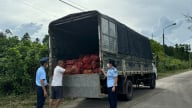 Quảng Ninh tiêu hủy gần 17 tấn ngao, hàu nhập lậu
