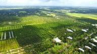 Sức khỏe đất trồng sầu riêng đang suy giảm nghiêm trọng