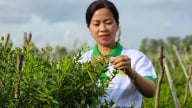 An Giang - ‘kho báu’ dược liệu của Tây Nam Bộ