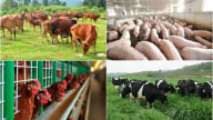 Thẩm quyền của chính quyền cấp xã trong lĩnh vực chăn nuôi, thú y
