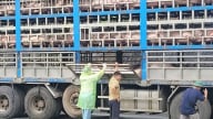 Chở hàng chục tấn lợn bị dịch tả Châu Phi về Hà Nội tiêu thụ