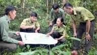 Hiệu quả giao khoán rừng ở Khu Dự trữ thiên nhiên Mường Nhé