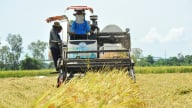 Nông dân Đồng Tháp tất bật thu hoạch lúa hè thu