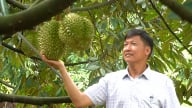 Trồng sầu riêng kiểu mẫu: Trái đẹp, năng suất vượt trội