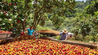 Nestlé trồng hàng triệu cây xanh phục hồi vùng ca cao, cà phê tại Brazil