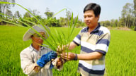 Chủ động bảo vệ lúa thu đông trước thời tiết bất lợi