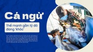 Cá ngừ - thế mạnh gần tỷ đô đang 'khóc'