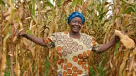 Dự án nông nghiệp thông minh giúp hồi sinh hơn 1.750 hecta đất tại Ghana