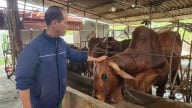 Bỏ ngoài tai câu đùa 'nuôi bò khó lấy vợ', anh Tuất thu 200 triệu đồng/năm