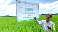 Tăng tốc nhân rộng mô hình lúa chất lượng cao, phát thải thấp