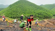 Bắc Ninh trồng rừng vượt 7,6% kế hoạch năm