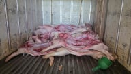 Bắt quả tang cơ sở giết mổ lợn nhiễm dịch tả Châu Phi