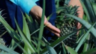 Dứa - Cây trồng chiến lược mới của vùng Bắc Trung bộ