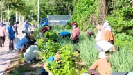 Nhân rộng mô hình quản lý và phân loại chất thải rắn: [Bài 4] Vườn thuốc Nam phủ xanh điểm rác