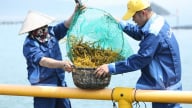 Sẵn sàng chuyển giao công nghệ nuôi cây mô sẹo rong sụn