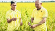 Cải tạo đất phèn, xử lý rơm rạ hiệu quả bằng phân bón