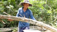 Trồng mía bán chục, nông dân thu lợi 10 triệu đồng mỗi công