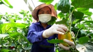 Làm nông nghiệp sạch vì sức khỏe gia đình, cộng đồng